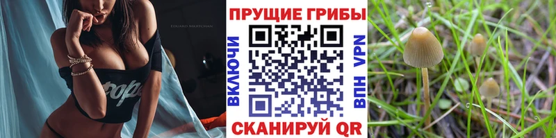 Псилоцибиновые грибы Magic Shrooms Холм